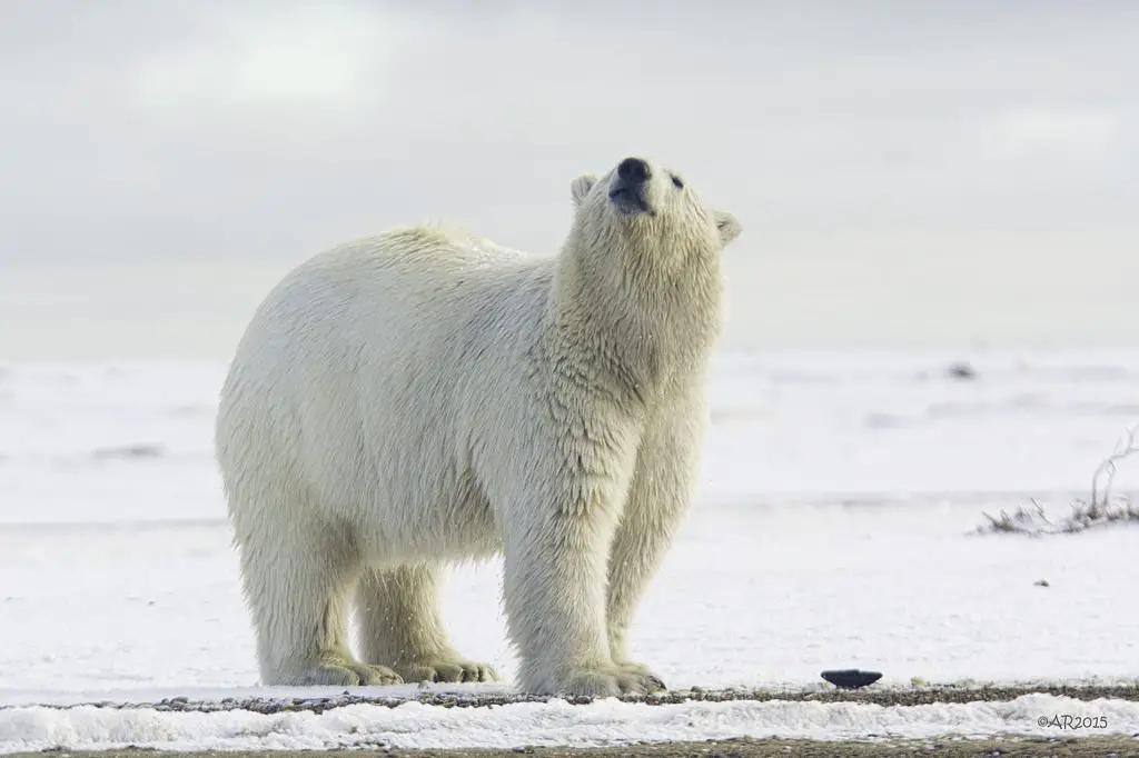 how far can a polar bear smell