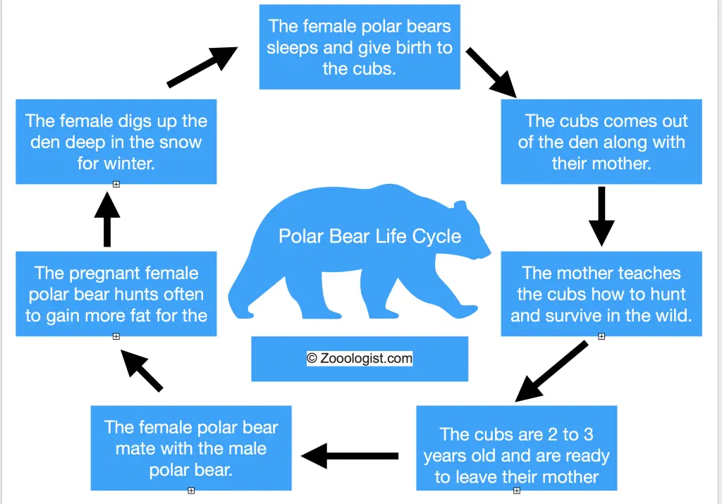 Polar Bear Life Cycle Diagram