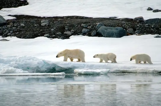 Polar Bear Life Cycle