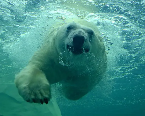 How Fast Can a Polar Bear Swim 1