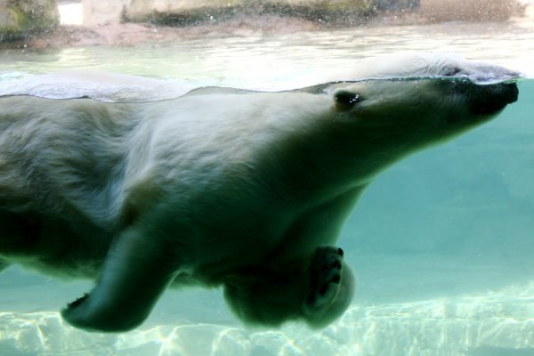 How Fast Can a Polar Bear Swim