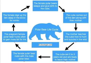 Polar Bear Life Cycle Birth To Death Stages Facts Diagram Worksheet
