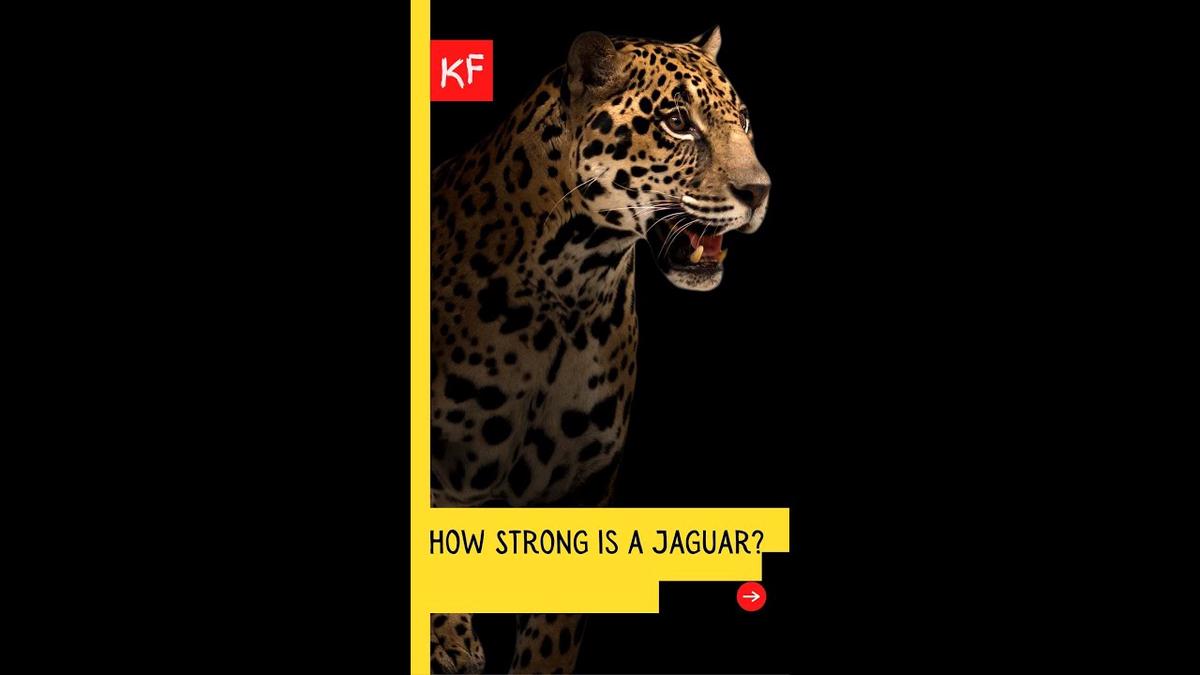 'Video thumbnail for How Strong is a Jaguar - Jaguar Strength #animals #shorts #bigcats #cats #jaguar'