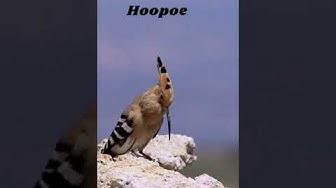 'Video thumbnail for Hoopoe Call #hoopoe #birds #birdwatching #birdsinging #shorts #birdphotography'