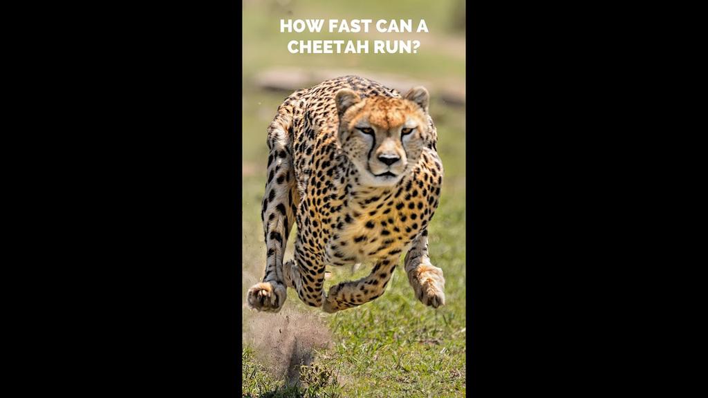 'Video thumbnail for How Fast Can a Cheetah Run? #shorts #animals #bigcats #cats #cheetah #fastest #speedrun'
