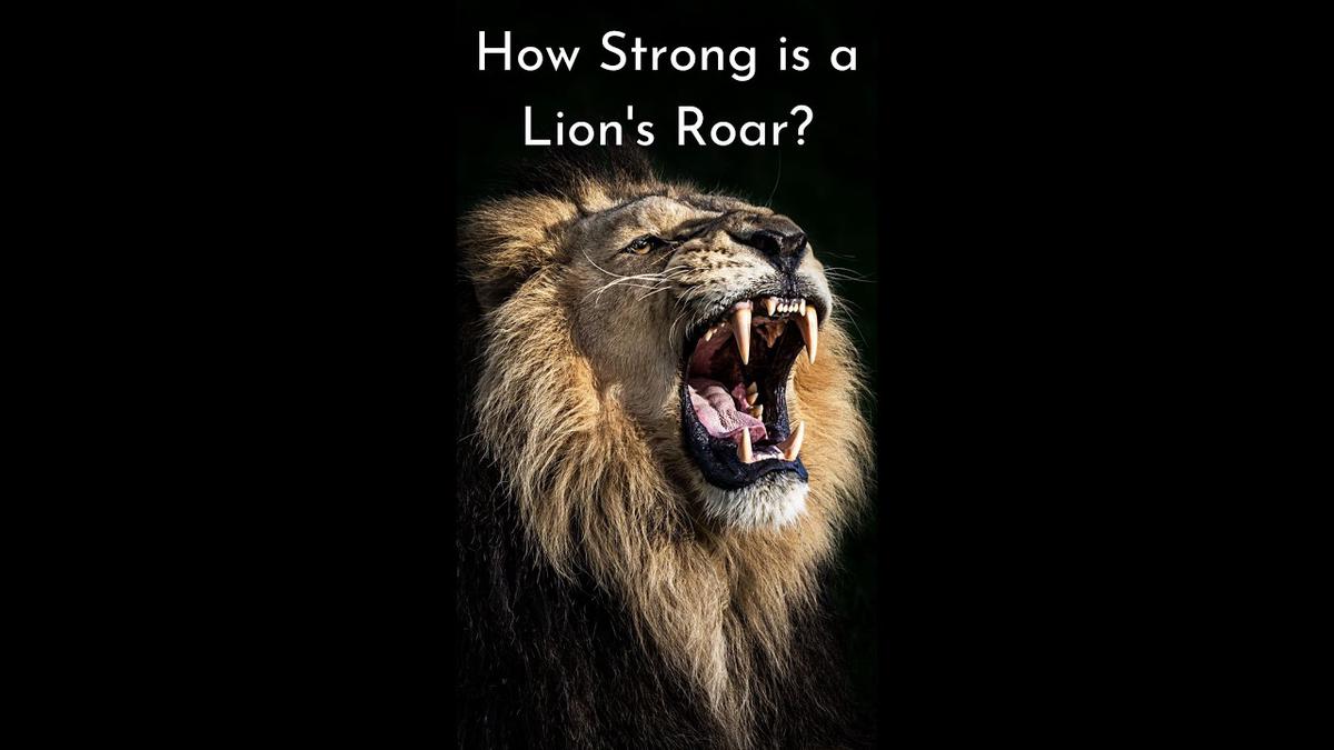 'Video thumbnail for How Loud is a Lion's Roar? #animals #bigcats #lion #cats #wildlife #shorts'