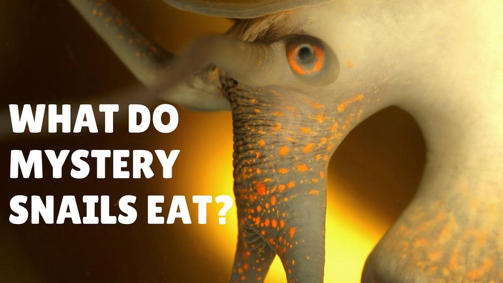 'Video thumbnail for What do Mystery Snails Eat - What to Feed Mystery Snails - Mystery Snails Diet'