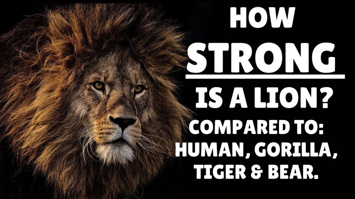'Video thumbnail for How Strong is a Lion - Lion Strength'