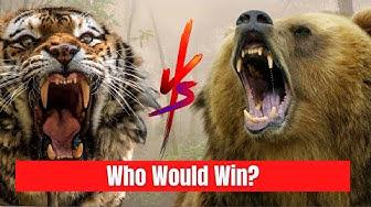 'Video thumbnail for Tiger vs Grizzly Bear - Which one is the Strongest?'