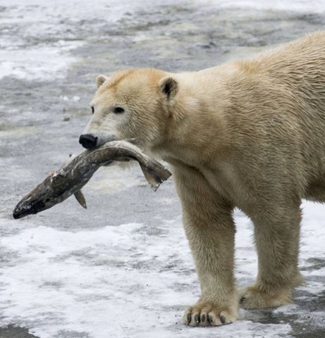 Do Polar Bears Eat Fish - Why do polar bears eat fish - Zooologist