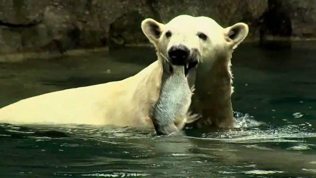 Do Polar Bears Eat Fish