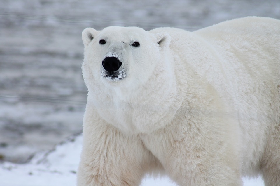 Snow Carnivore Wildlife Wild Polar Bear Arctic