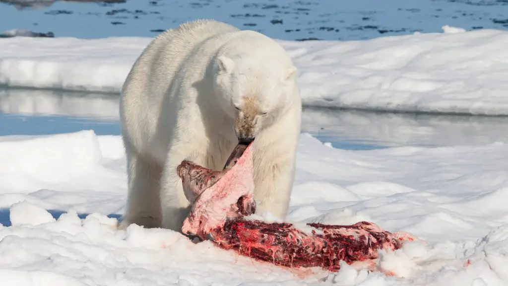 Polar bear eating seal