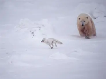 Do Polar Bears Eat Arctic Foxes - Is Polar Bear Arctic Fox Predator