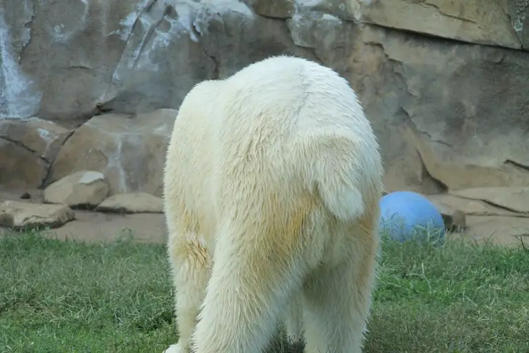 Do Polar Bears Have Tails Polar Bear Tail Zooologist