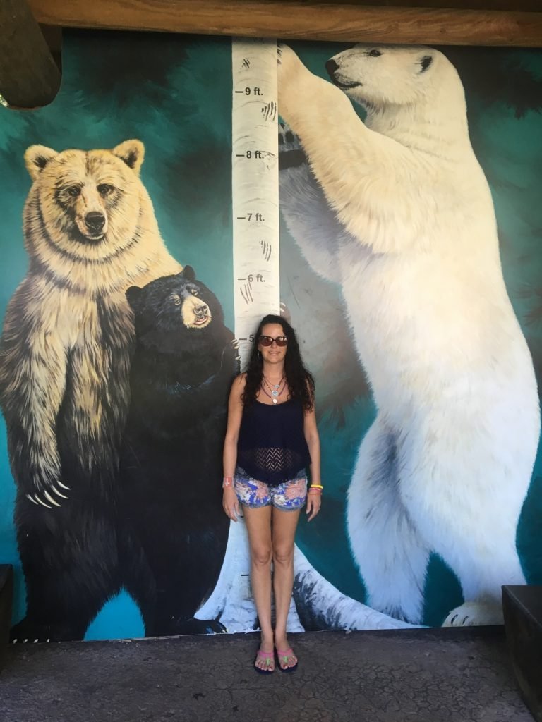 How Tall Is A Polar Bear Polar Bear Height Zooologist How Tall Is A Polar Bear Polar Bear Height Zooologist