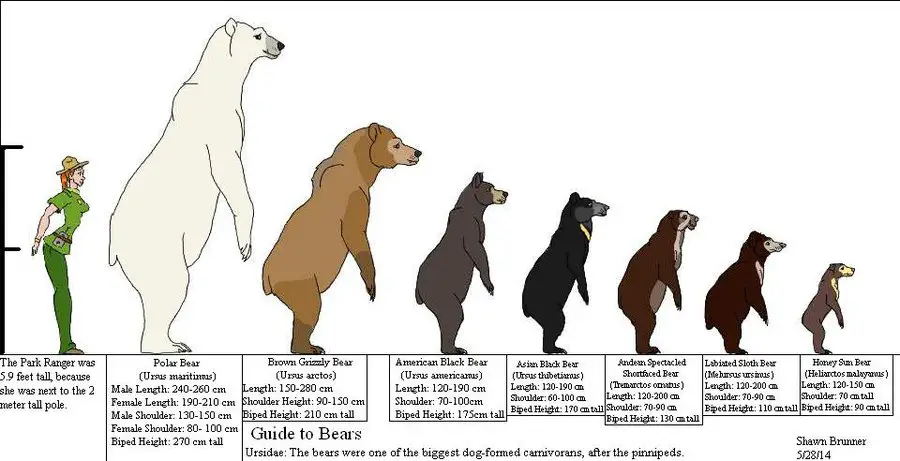 How Tall is a Polar Bear Standing Up compared to other bears and human