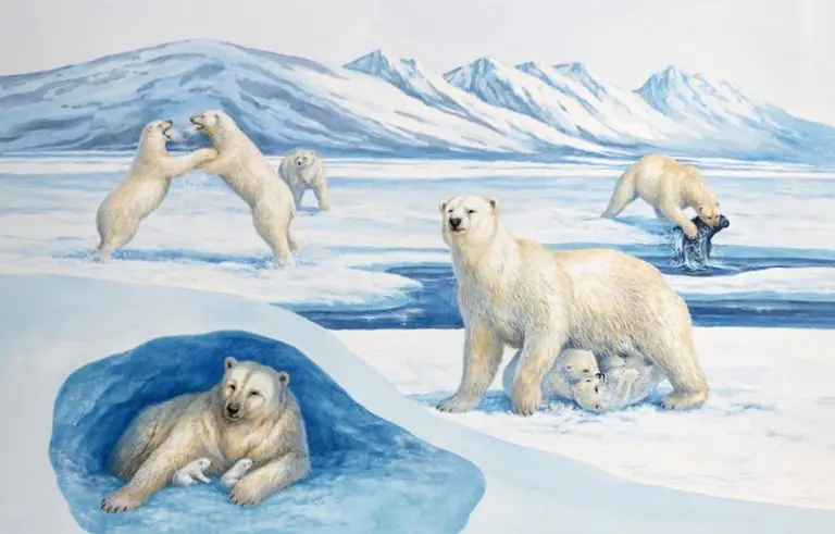 Life Cycle Of Polar Bear