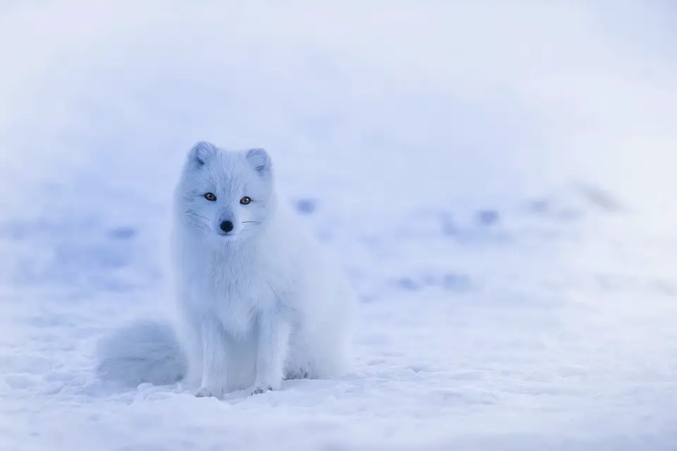 Do Polar Bears Eat Arctic Foxes - Is Polar Bear Arctic Fox Predator