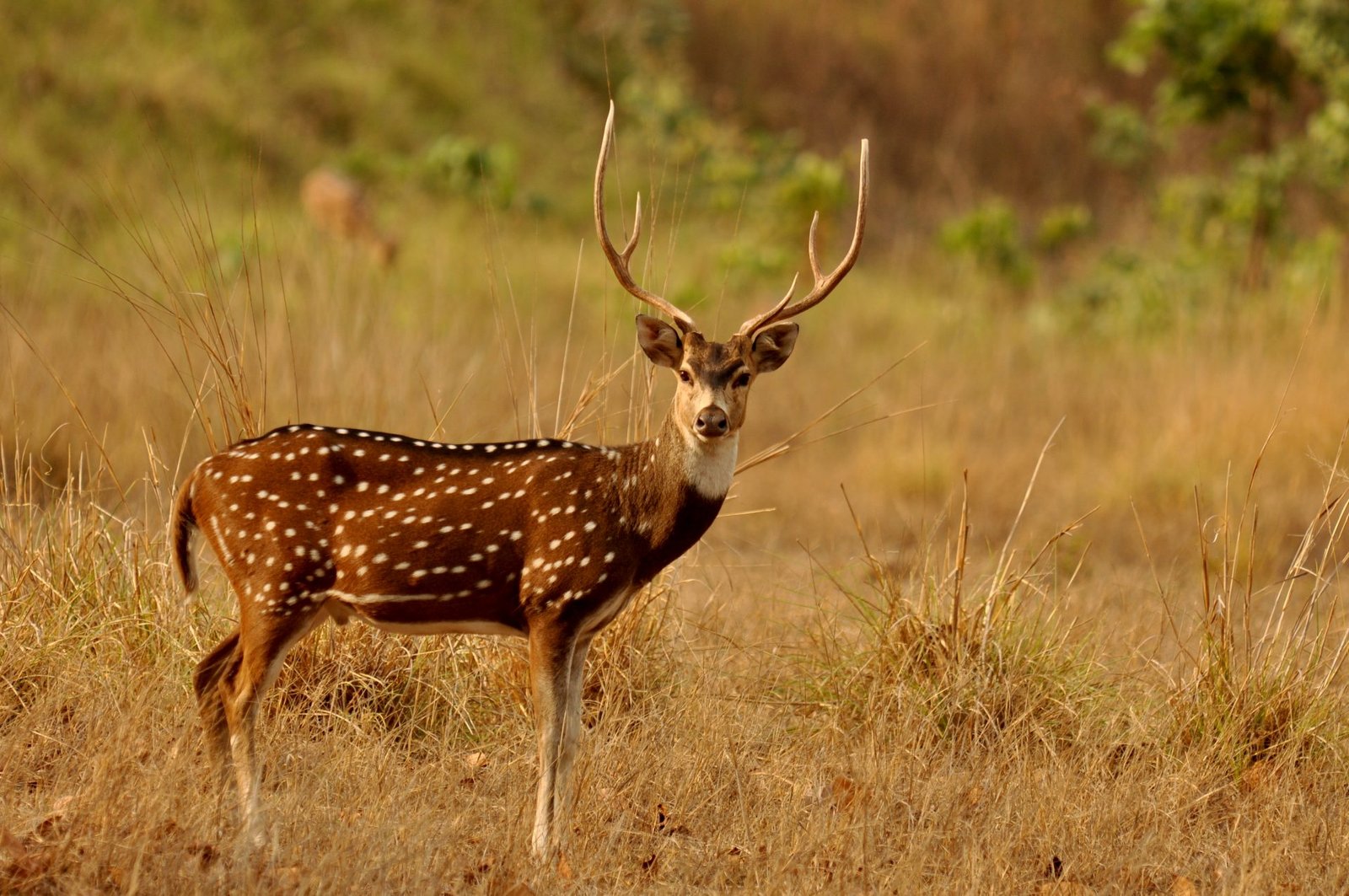Chital What do Bengal Tigers Eat - Bengal Tiger Diet - Zooologist