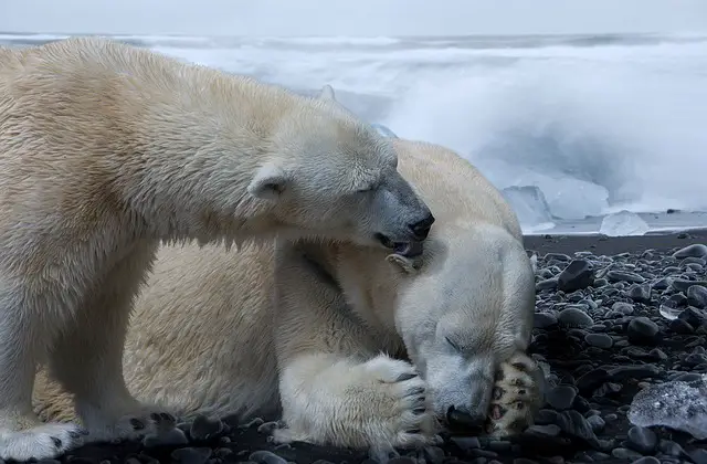 How Much Do Polar Bears Weigh - Polar Bear Weight