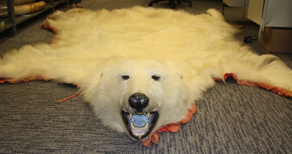 Polar Bear Skin Rug Price