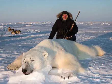 What-Eats-Polar-Bear-Polar-Bear-Predators