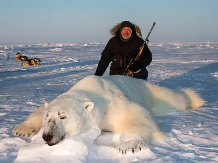 What Eats Polar Bear - Polar Bear Predators - Zooologist