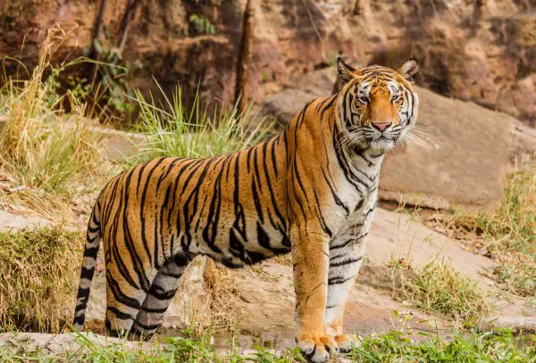 Bengal Tiger Habitat