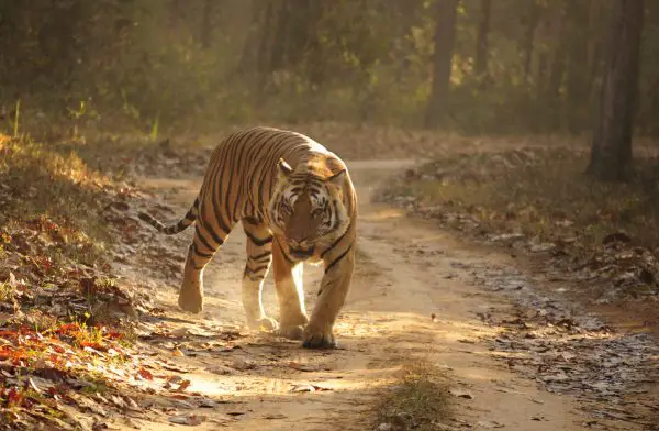 Where Do Bengal Tigers Live