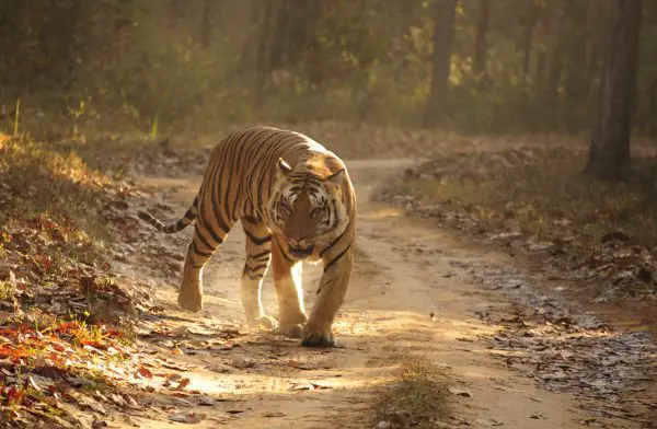 Where Do Bengal Tigers Live Bengal Tiger Habitat Zooologist