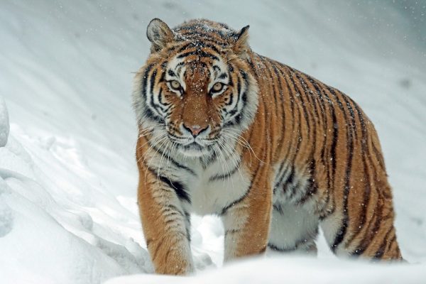 How Much Does a Siberian Tiger Weigh
