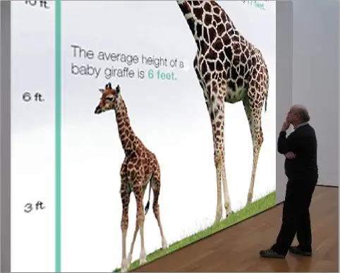 How tall is a baby giraffe
