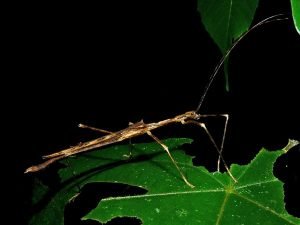 What Do Stick Insects Eat - Stick Insects Diet - Zooologist