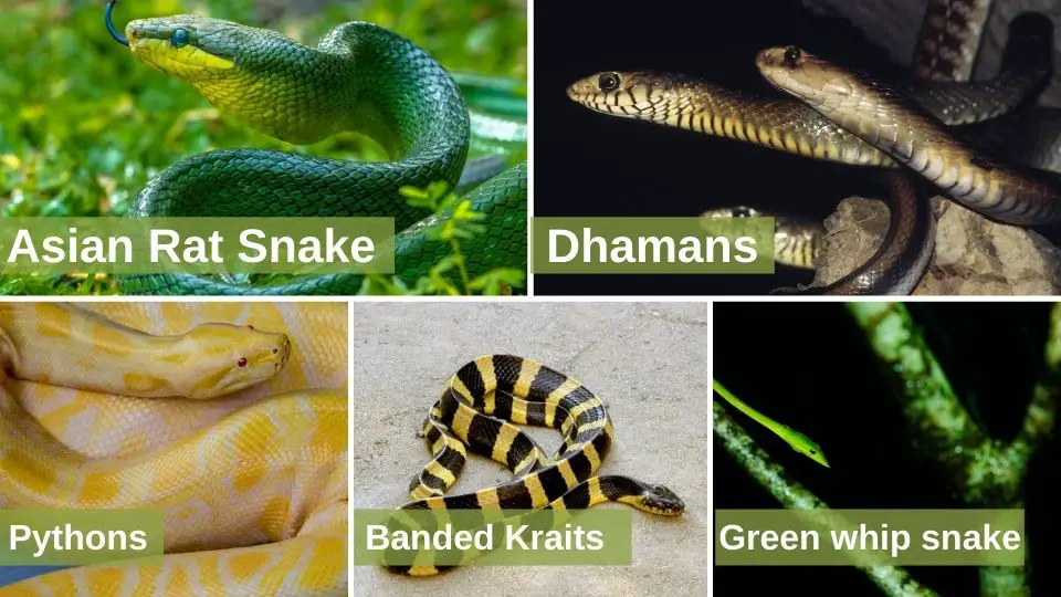 Do King Cobras Eat Other Snakes?