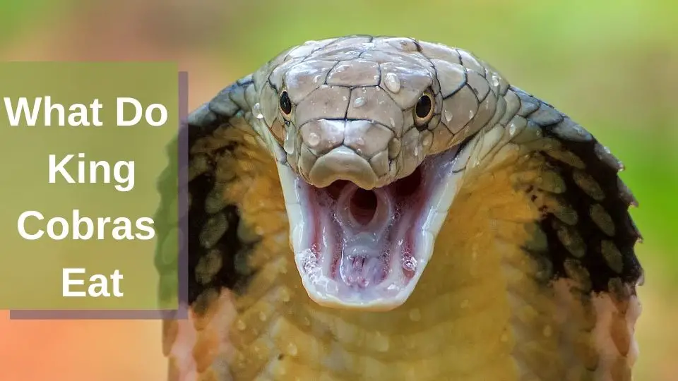 What do King Cobras Eat- King Cobra Diet - Zooologist