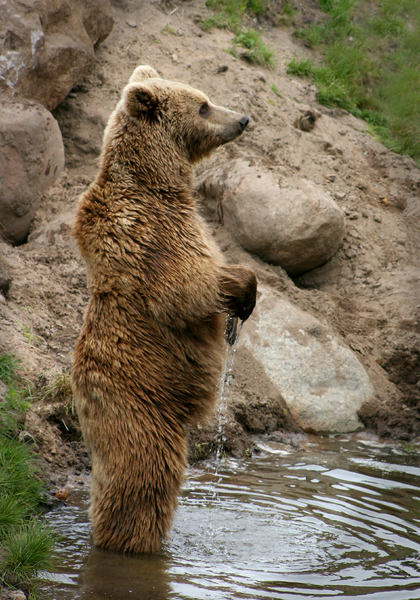 How Tall Is A Grizzly Bear Grizzly Bear Height Zooologist