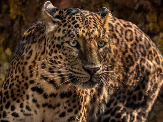 How Strong Is A Jaguar - Jaguar Strength - Zooologist