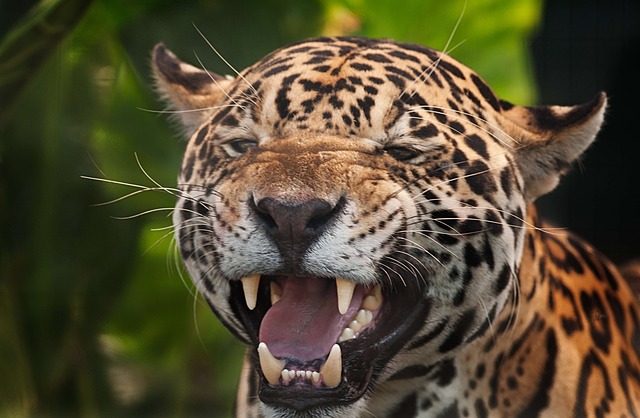 How Strong Is A Jaguar's Bite