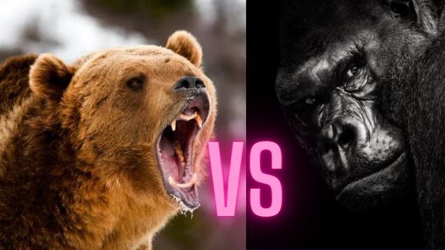 Grizzly Bear vs gorilla