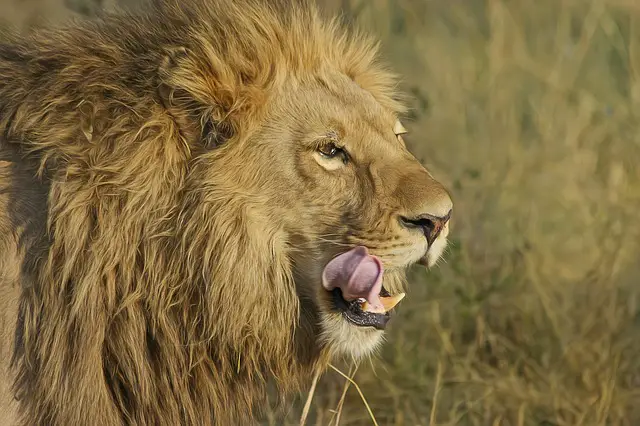 How Strong Is A Lion’s Tongue