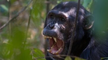 Chimpanzee Bite Force