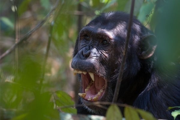 Chimpanzee Bite Force