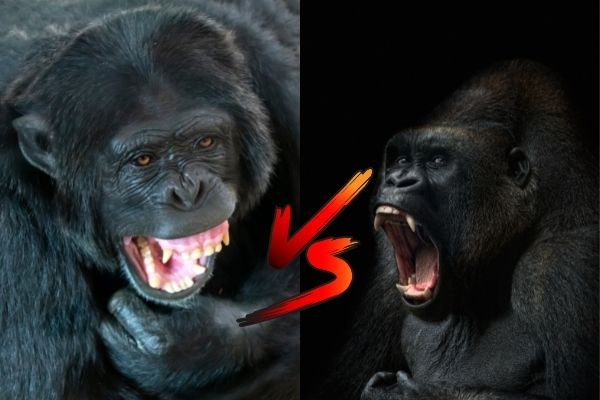 What Is Stronger A Chimpanzee Or A Gorilla