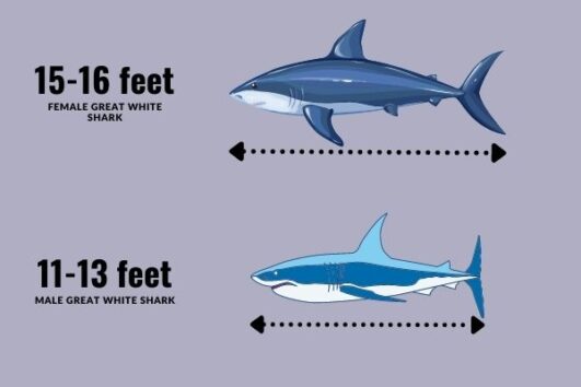 How Big is a Great White Shark - Great White Shark Size Comparison ...