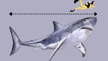 Great White Shark Size to human body