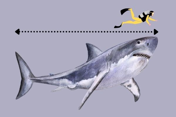 Great White Shark Size to human body