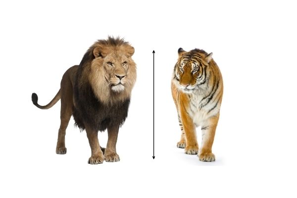 Tiger vs Lion height
