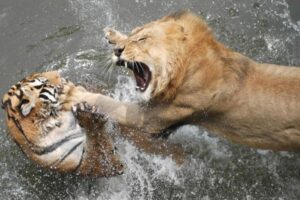 Tiger vs Lion fight