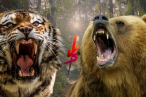 Tiger vs Grizzly Bear